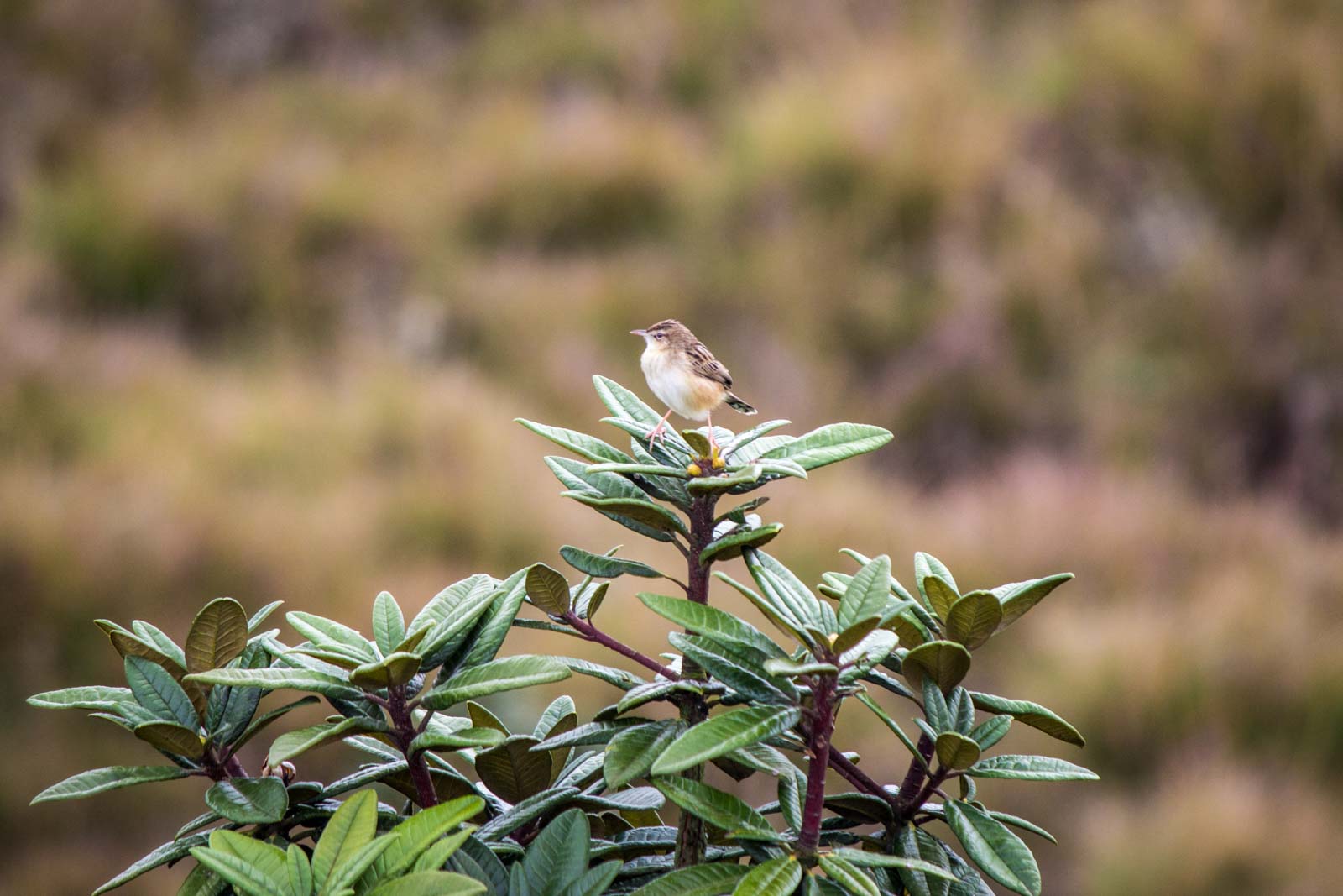 Horton Plains National Park, Sri Lanka