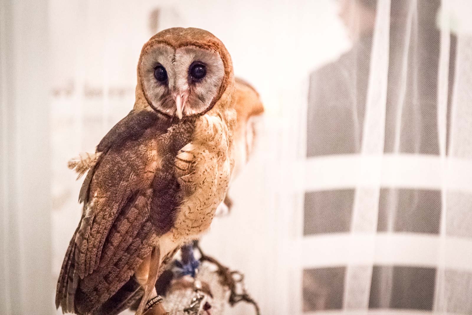 owl cafe in tokyo, akiba fukurou, japan