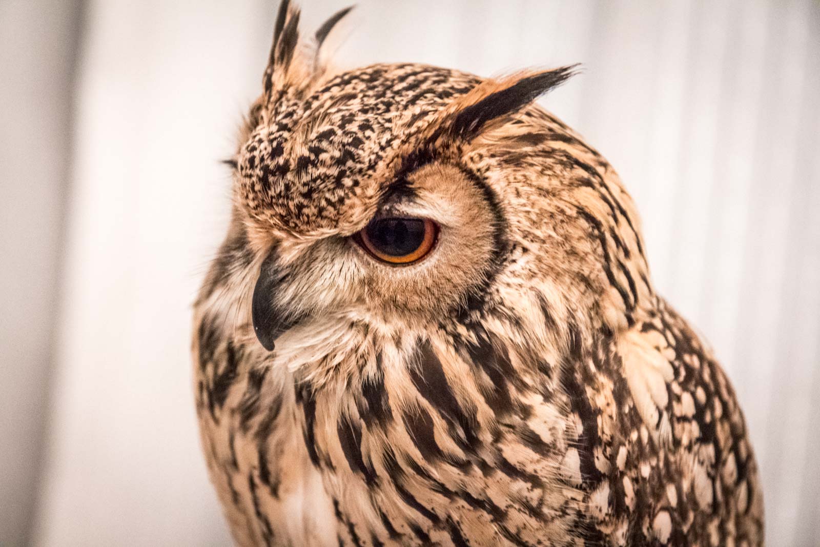 owl cafe in tokyo, akiba fukurou, japan