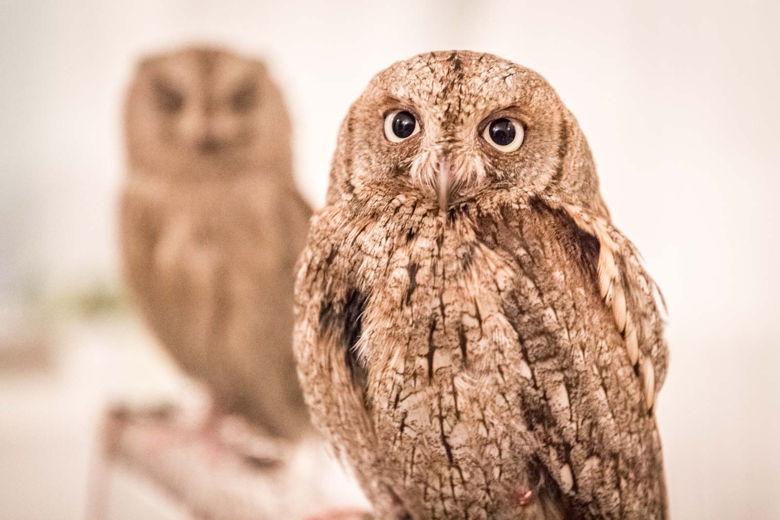 owl cafe in tokyo, akiba fukurou, japan
