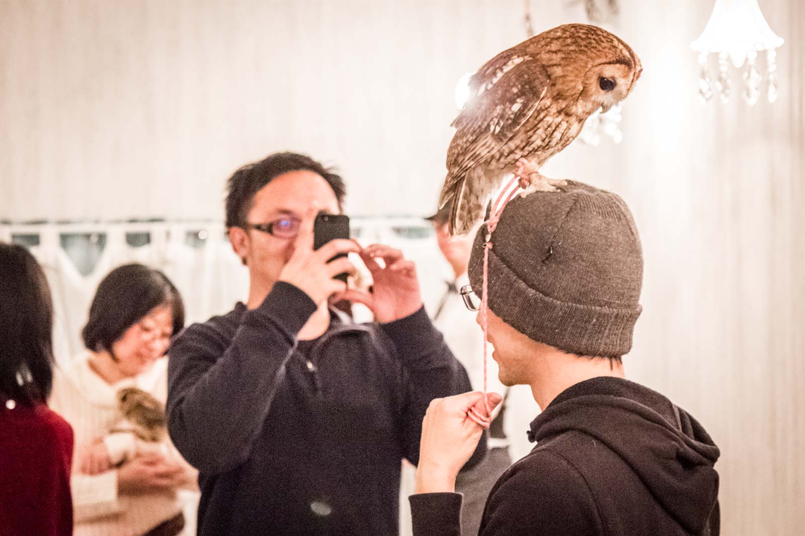 owl cafe in tokyo, akiba fukurou, japan