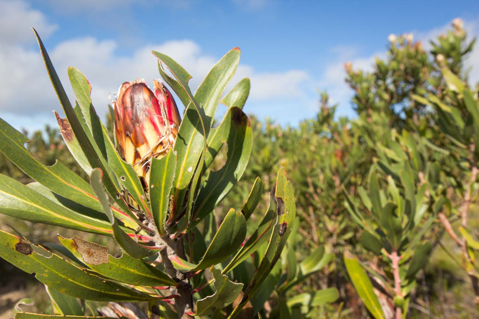 Grootbos Reserve, Cape Floral Region, South Africa
