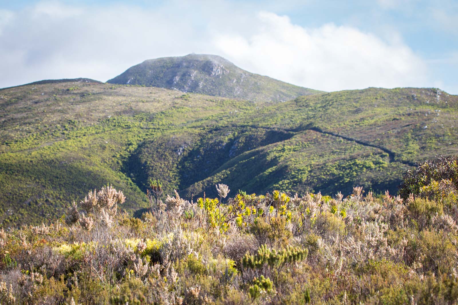 Grootbos Reserve, Cape Floral Region, South Africa