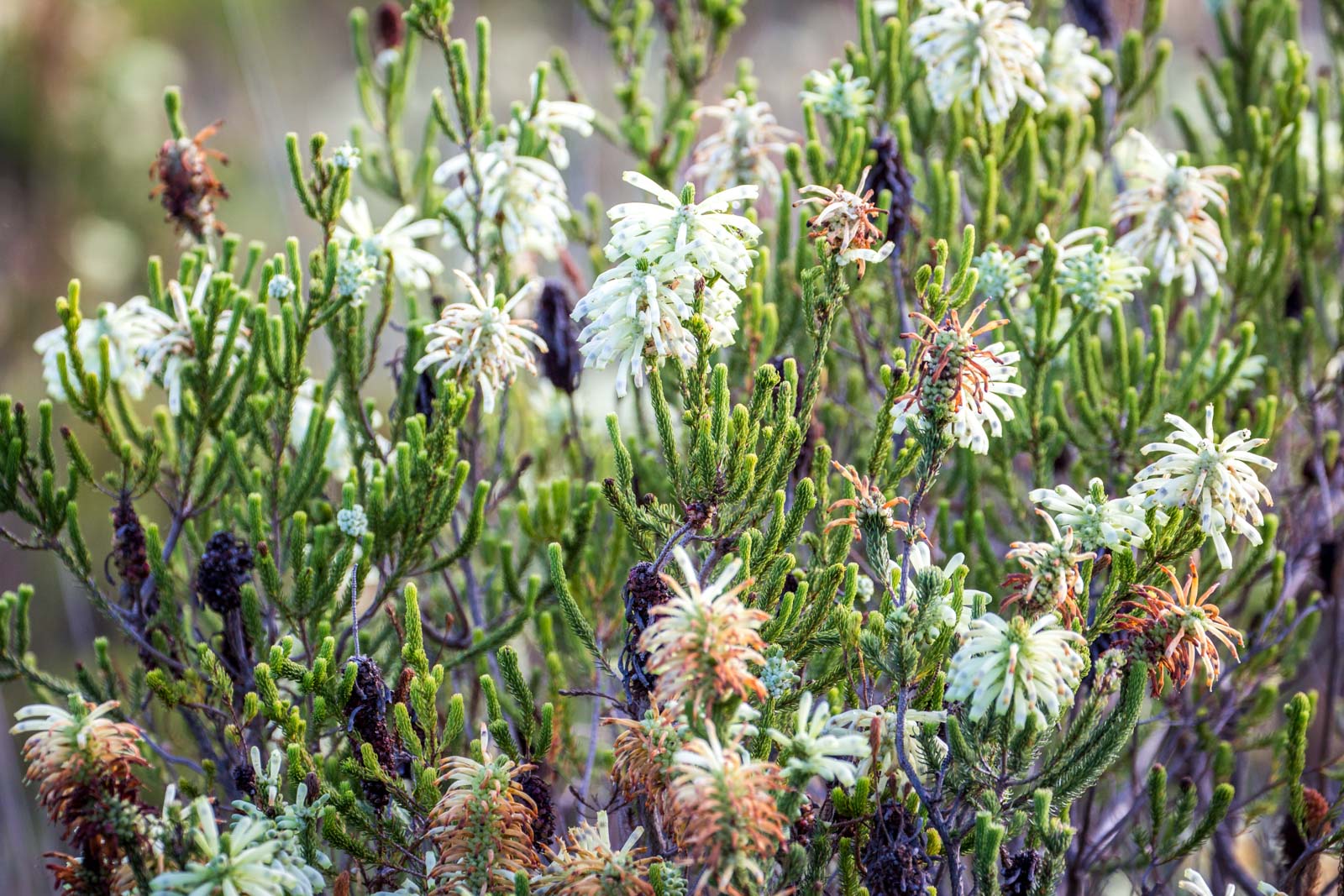 Grootbos Reserve, Cape Floral Region, South Africa