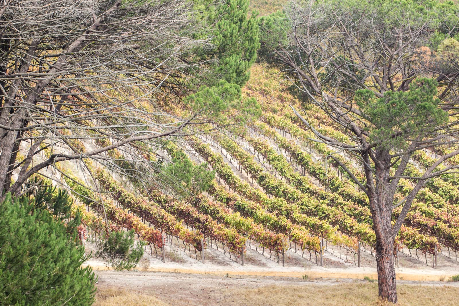 The Rise Of Chenin Blanc South Africas Wine