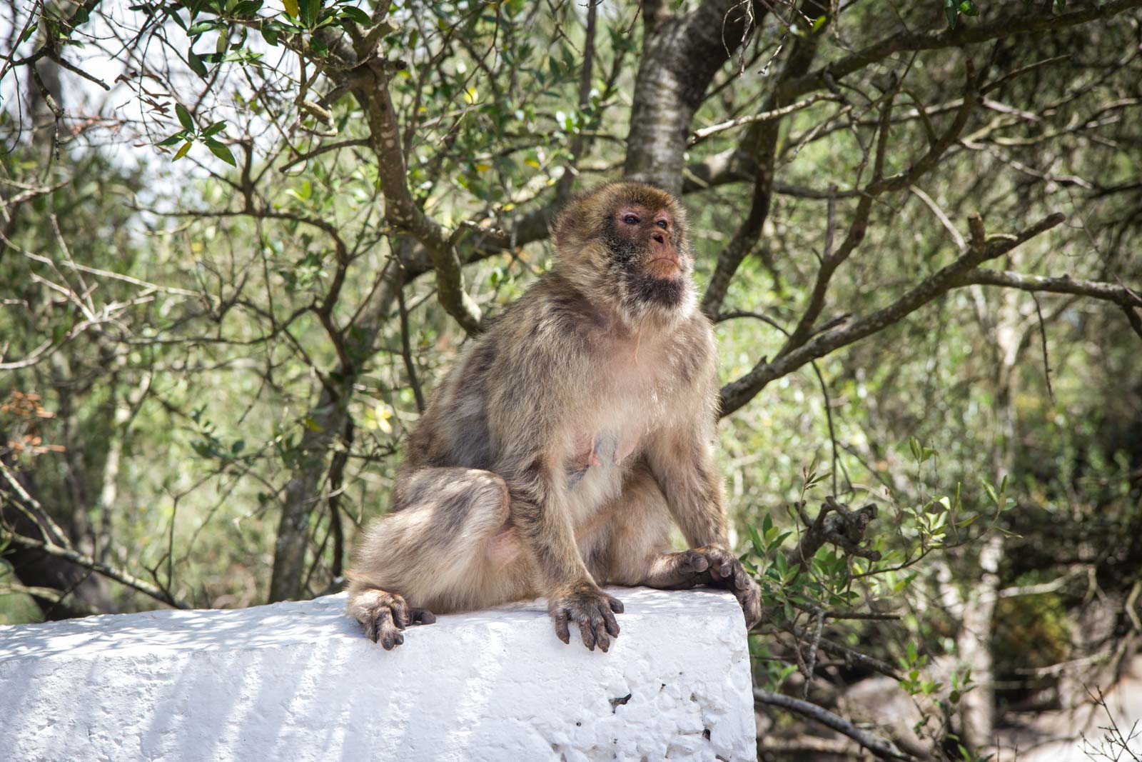 Facts about Gibraltar