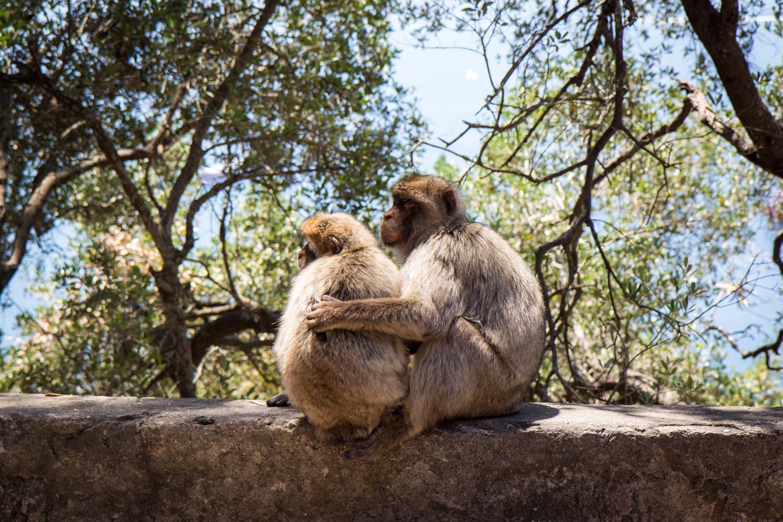 Apes' Den, Rock of Gibraltar