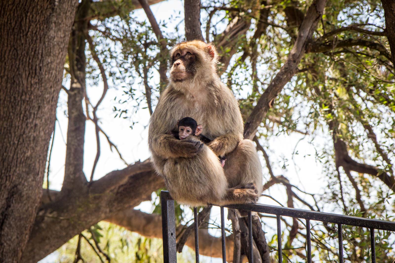 Apes' Den, Rock of Gibraltar