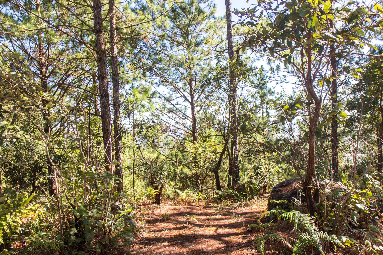 Lang Biang hike, Dalat, Vietnam
