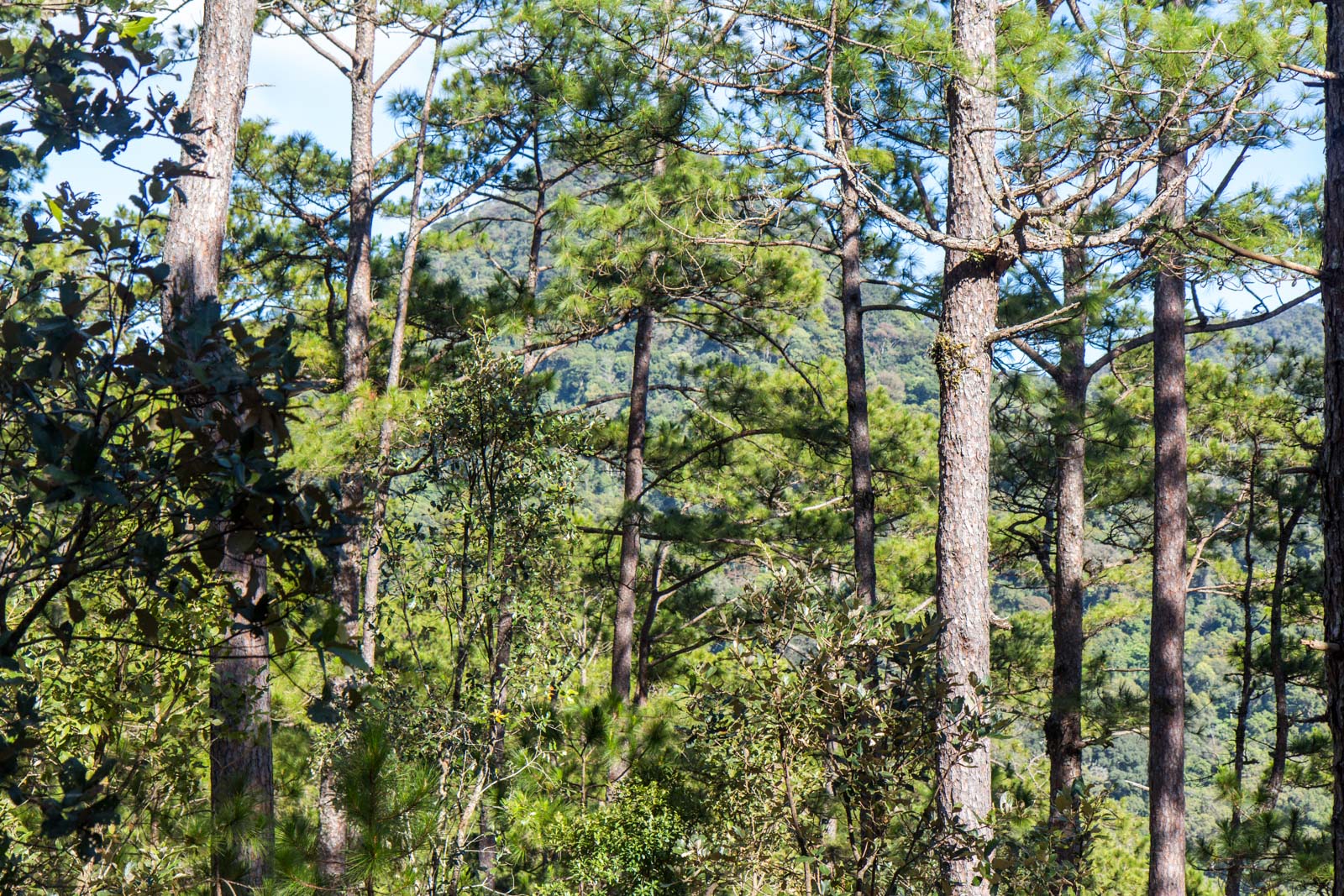 Lang Biang hike, Dalat, Vietnam