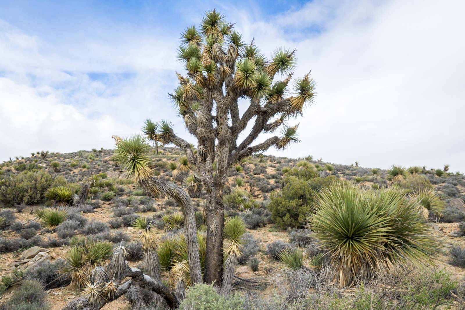 Joshua Tree National Park Hiking Guide, California, USA