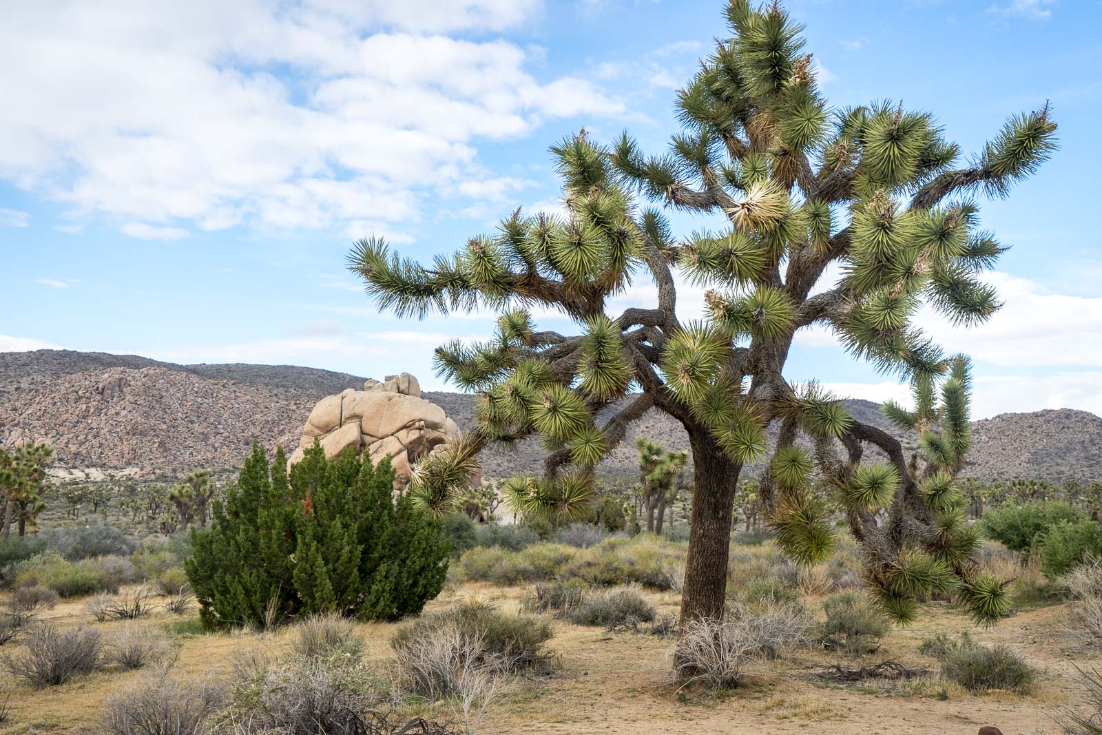 A Joshua Tree itinerary for two days in 2023 - Vimarsana News