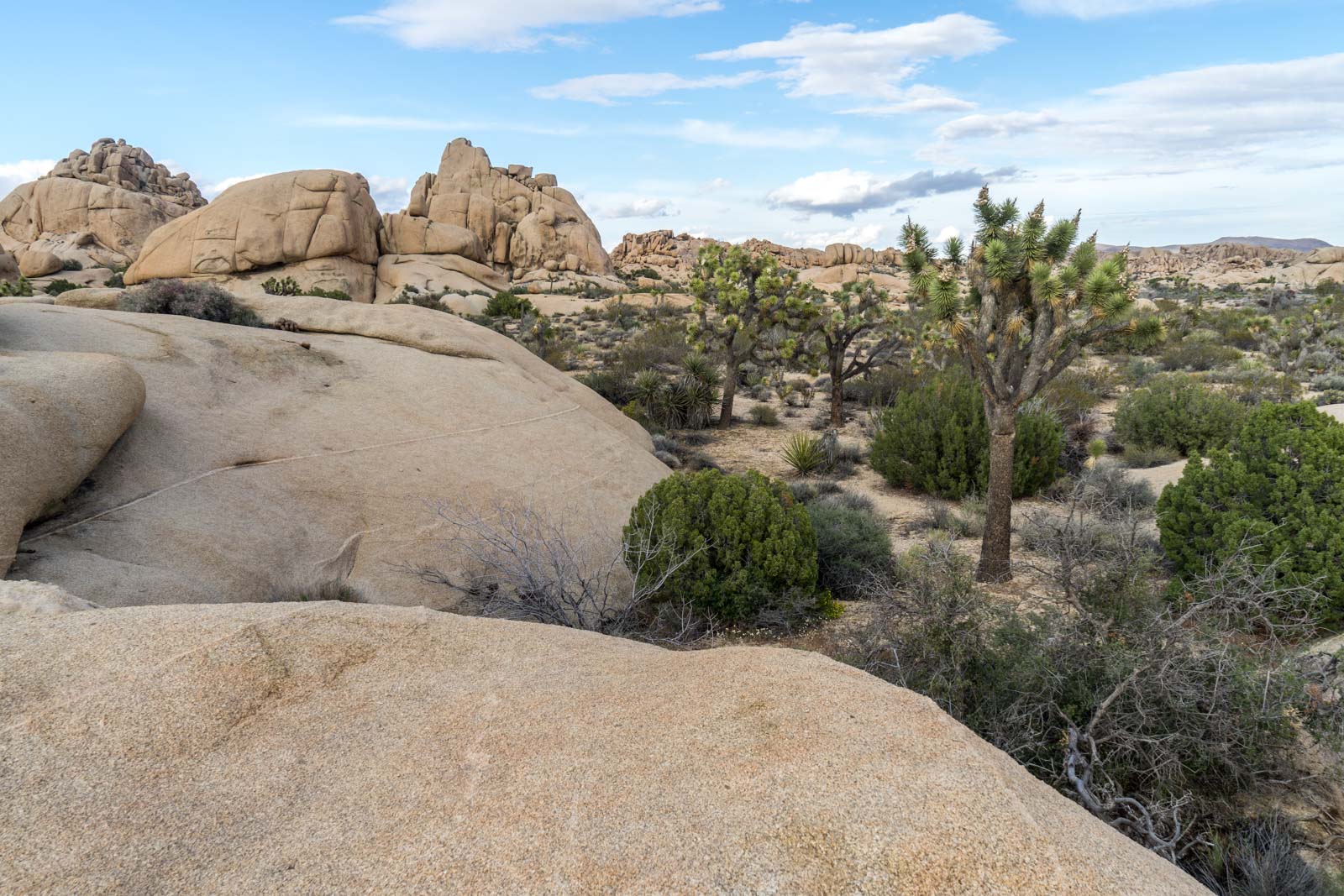 Joshua Tree 2016 277_new