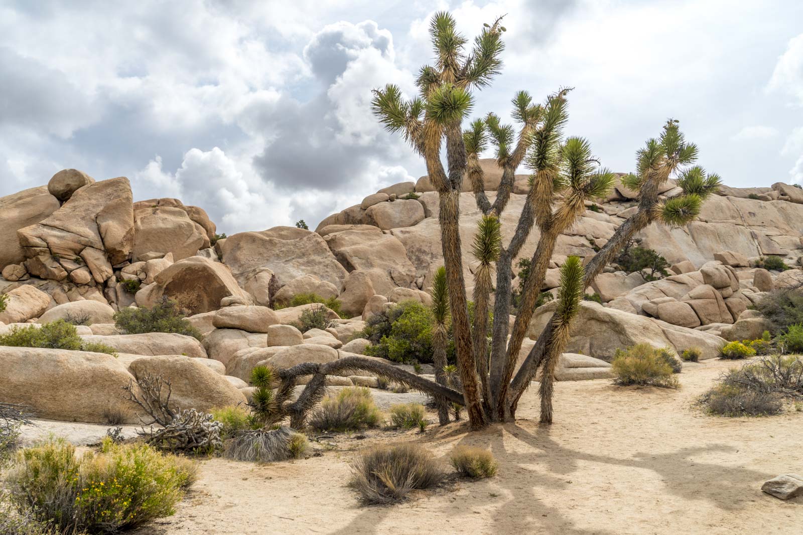 Joshua Tree National Park Hiking Guide California Usa