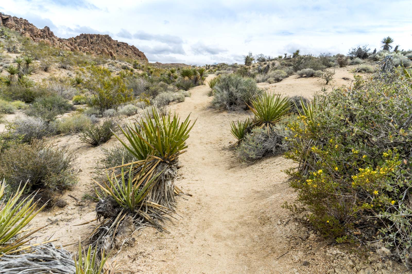 Lost Palms Oasis hike, Joshua Tree National Park, California, USA