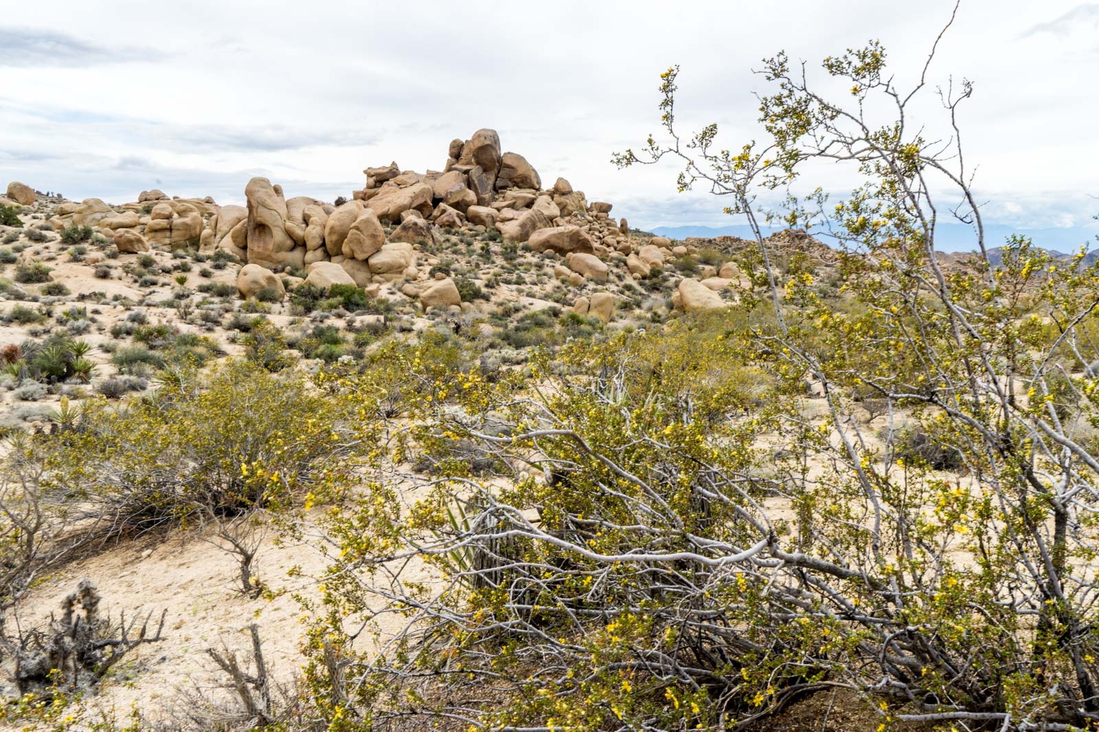 Lost Palms Oasis hike, Joshua Tree National Park, California, USA