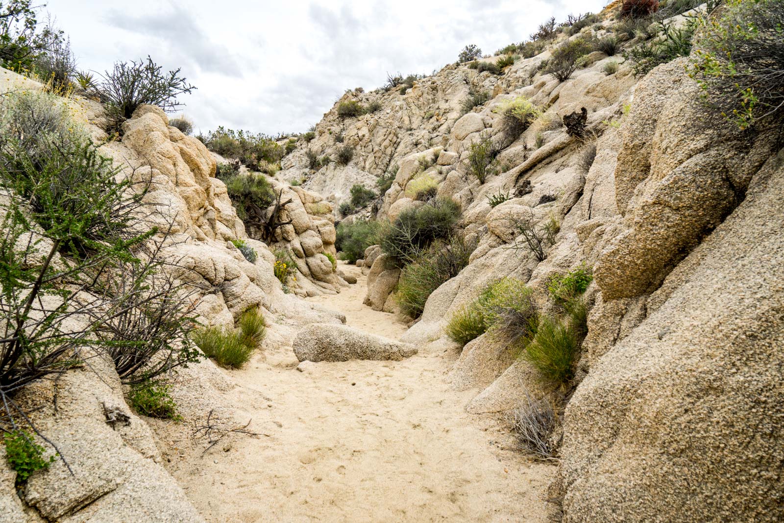 Lost Palms Oasis hike, Joshua Tree National Park, California, USA