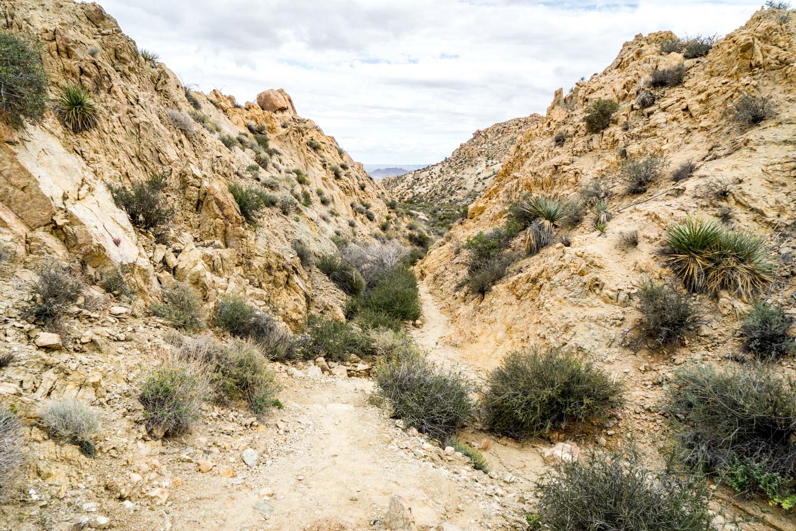 Lost Palms Oasis hike, Joshua Tree National Park, California, USA