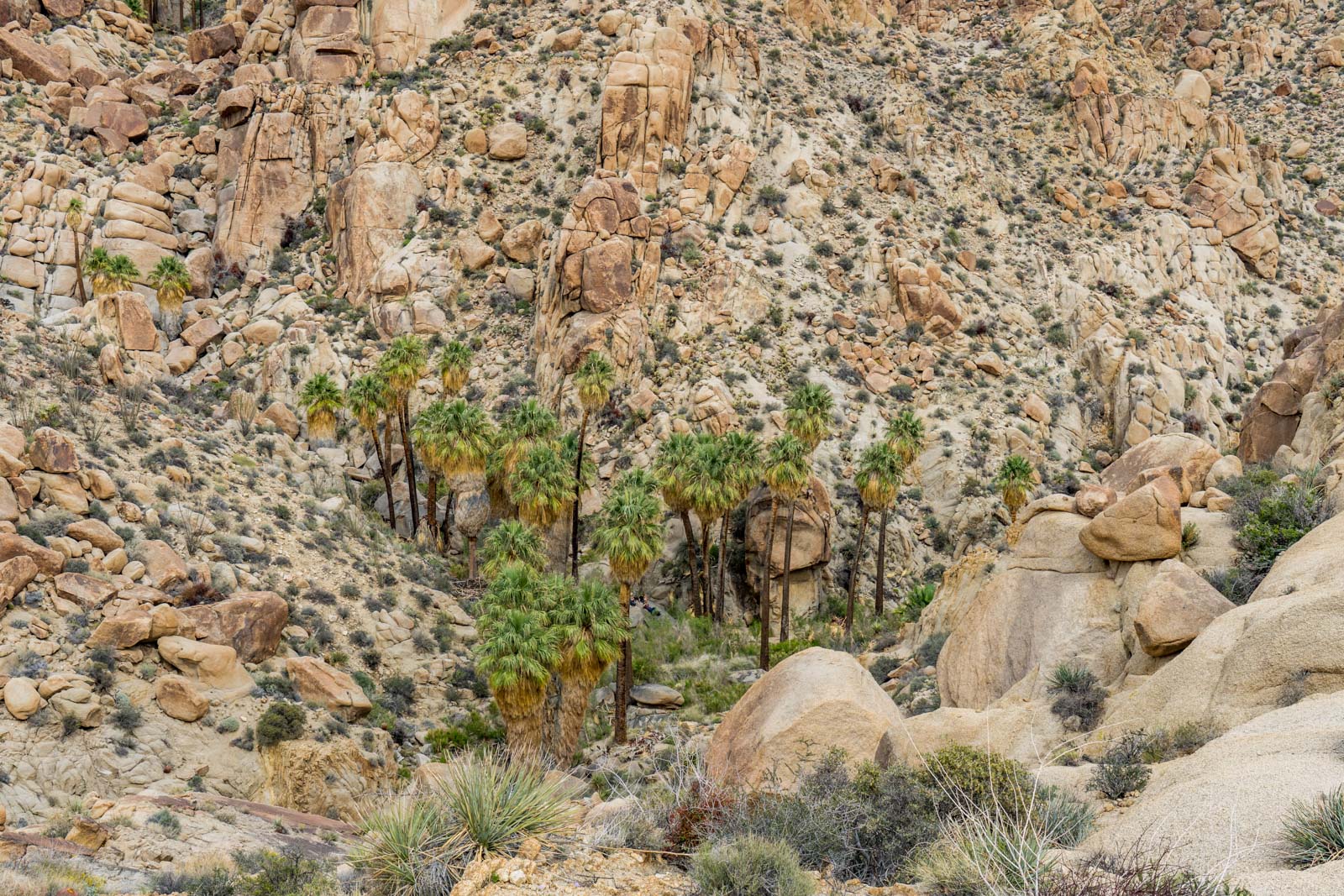 Lost Palms Oasis hike, Joshua Tree National Park, California, USA