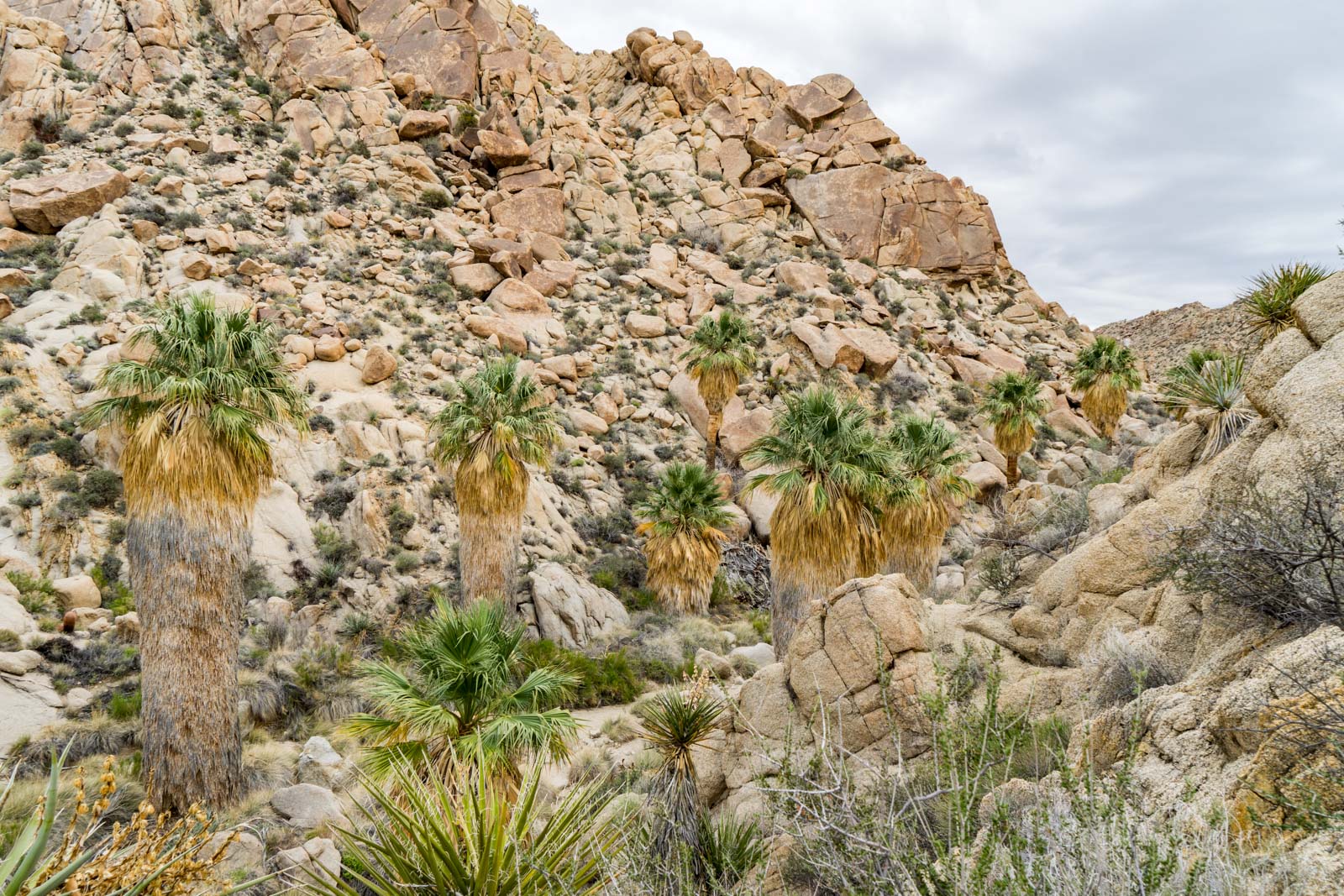 Lost Palms Oasis hike, Joshua Tree National Park, California, USA