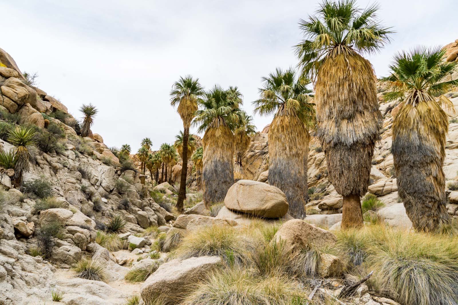 Lost Palms Oasis hike, Joshua Tree National Park, California, USA