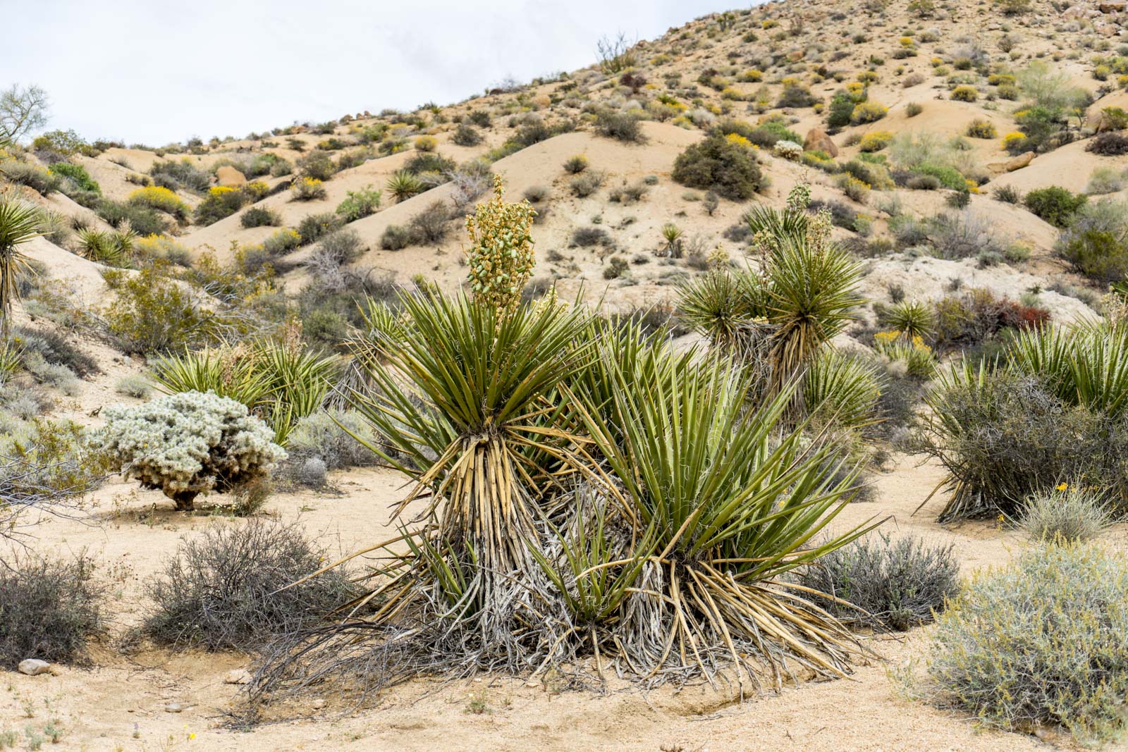 Lost Palms Oasis hike, Joshua Tree National Park, California, USA