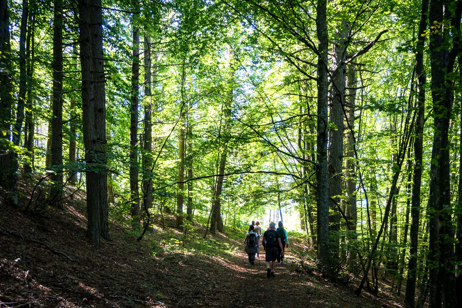 Thoughts from the Way of St Francis, Italy