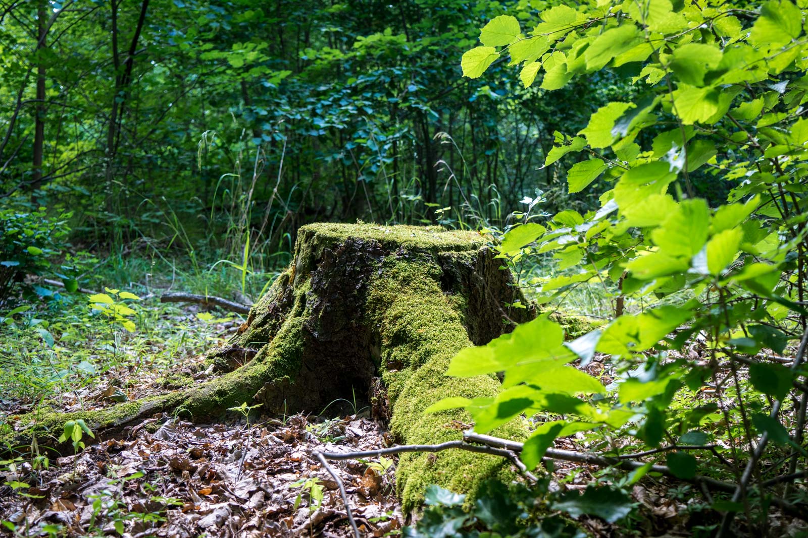 Hiking around Karlstejn Castle, near Prague, Czech Republic