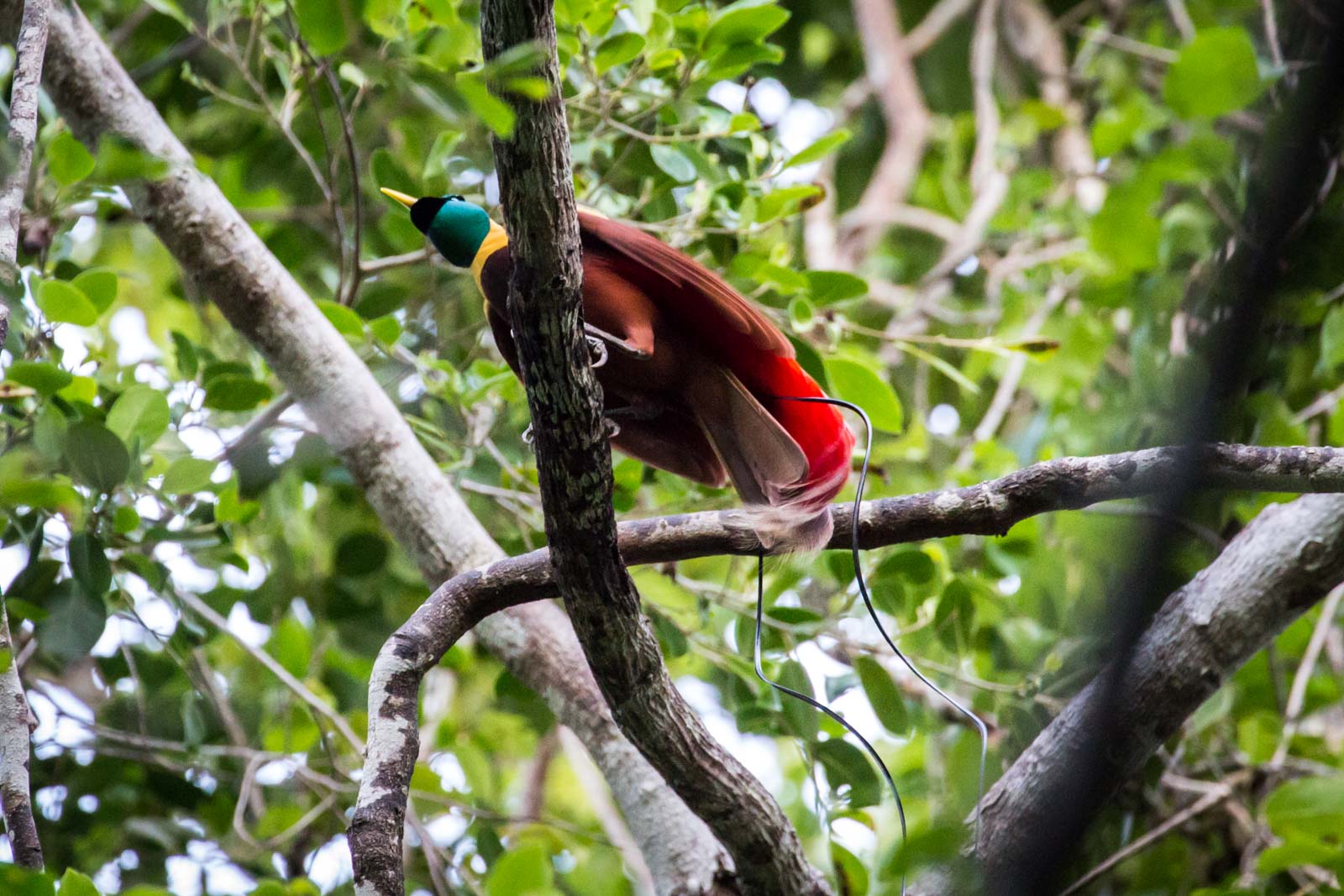 Raja Ampat, West Papua, Indonesia