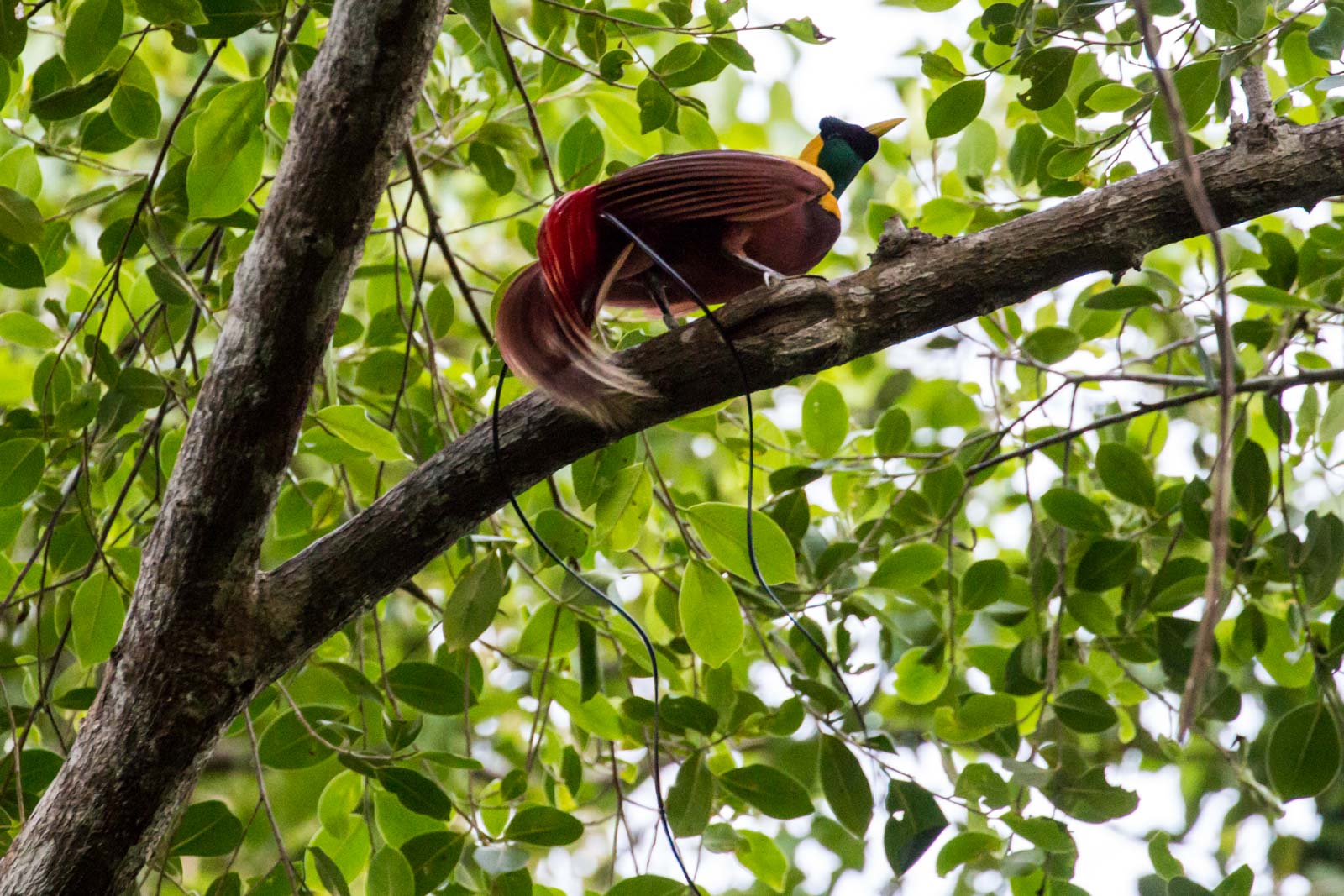 Raja Ampat, West Papua, Indonesia