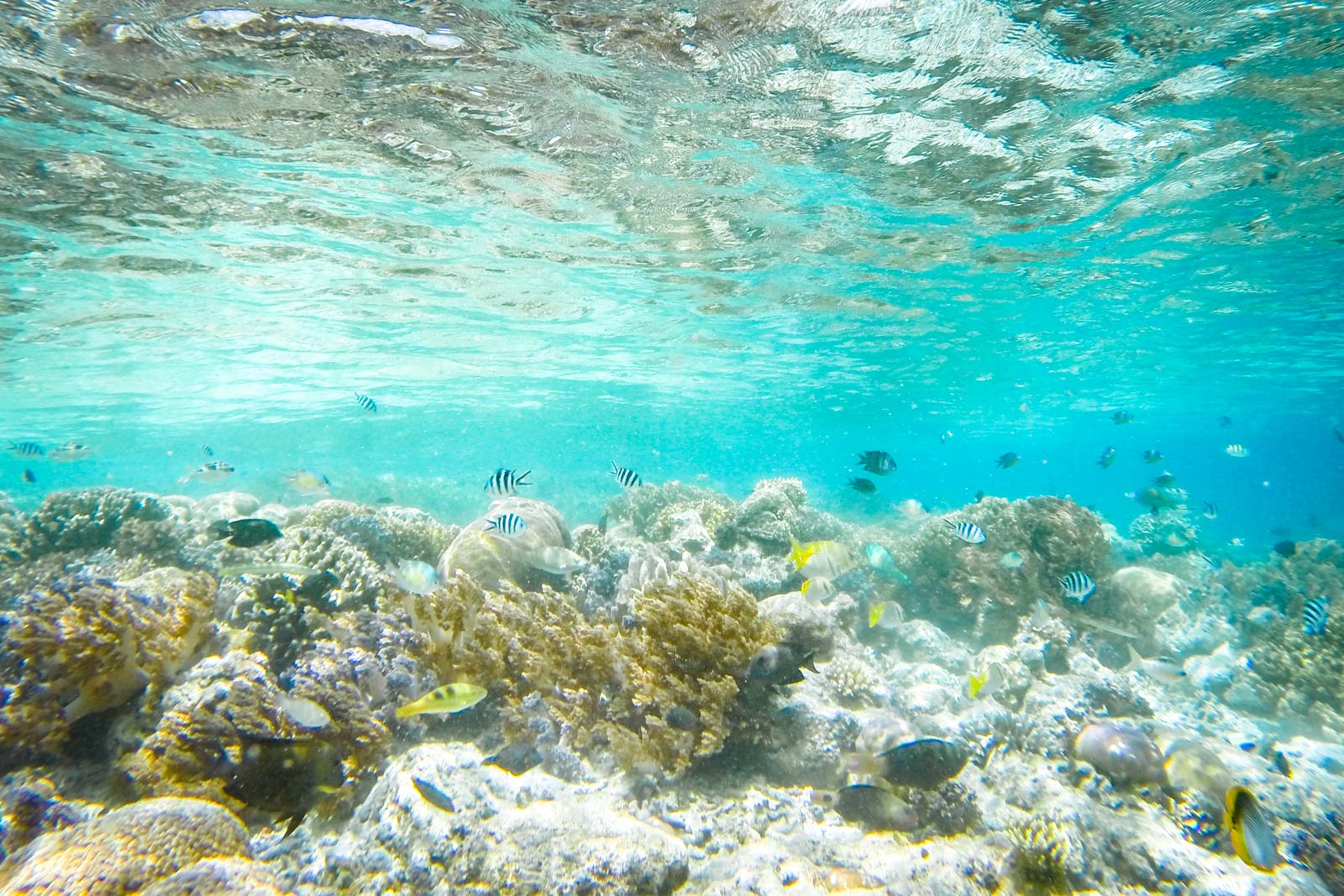 Raja Ampat, West Papua, Indonesia