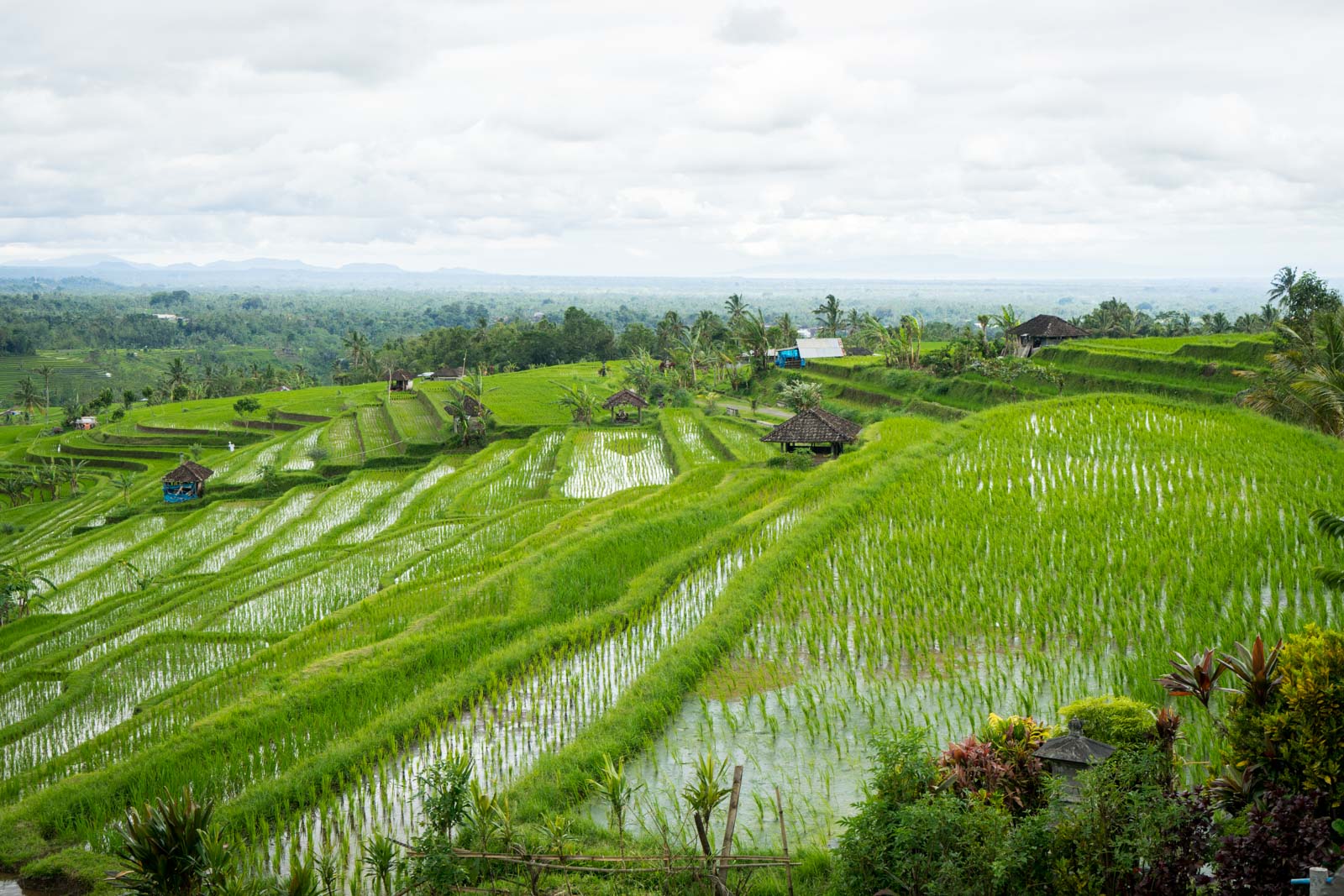 Visiting Jatiluwih Rice Terraces and Bali's Cultural Landscape