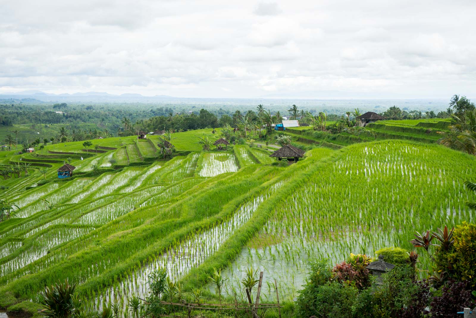 Jatiluwih Rice Terraces, Bali, Indonesia
