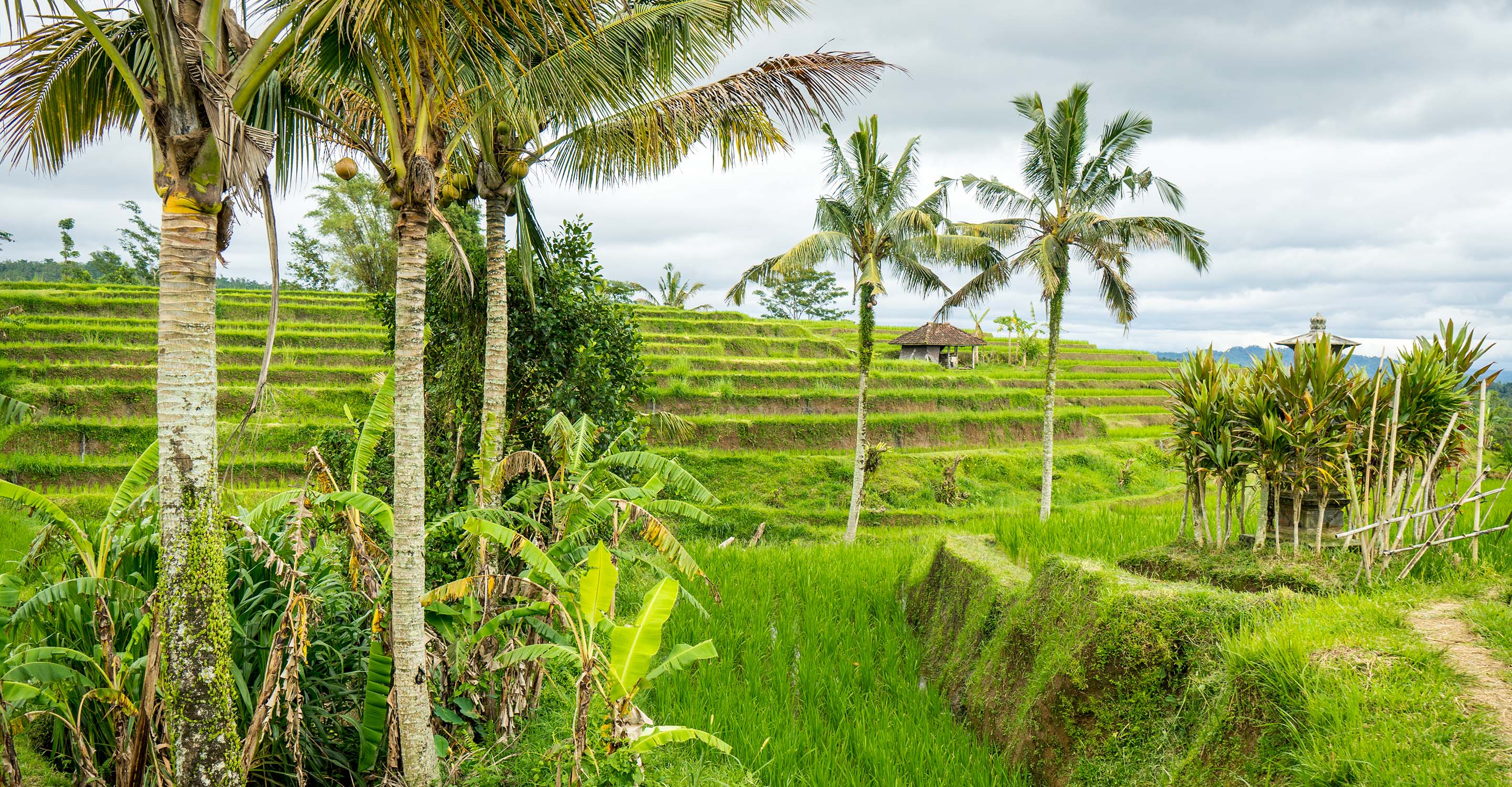 Visiting Jatiluwih Rice Terraces and Balis Cultural Landscape Visiting Jatiluwih Rice Terraces and Balis Cultural Landscape