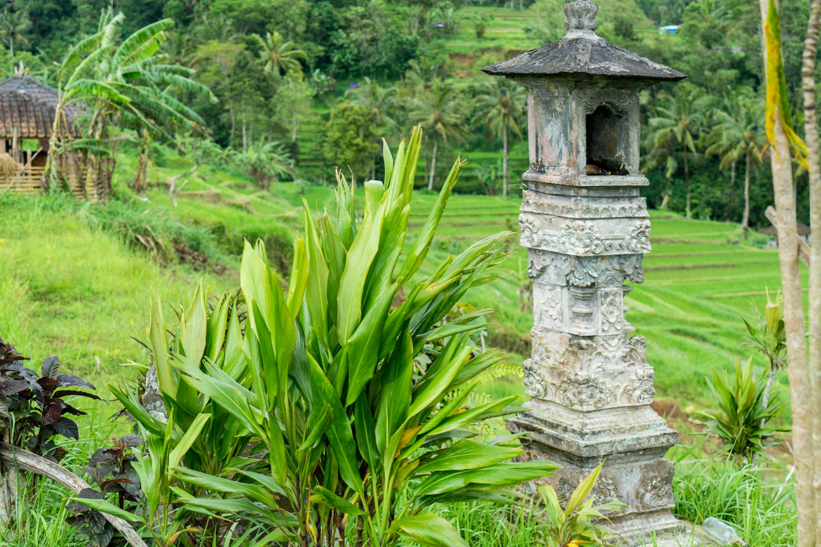 Jatiluwih Rice Terraces, Bali, Indonesia