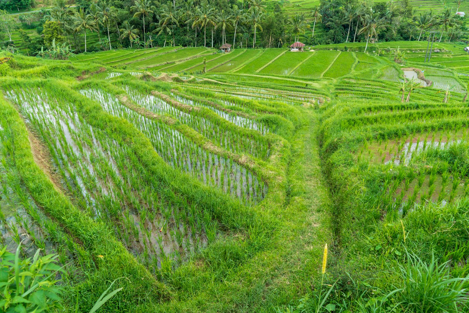 Visiting Jatiluwih Rice Terraces and Balis Cultural Landscape Visiting Jatiluwih Rice Terraces and Balis Cultural Landscape