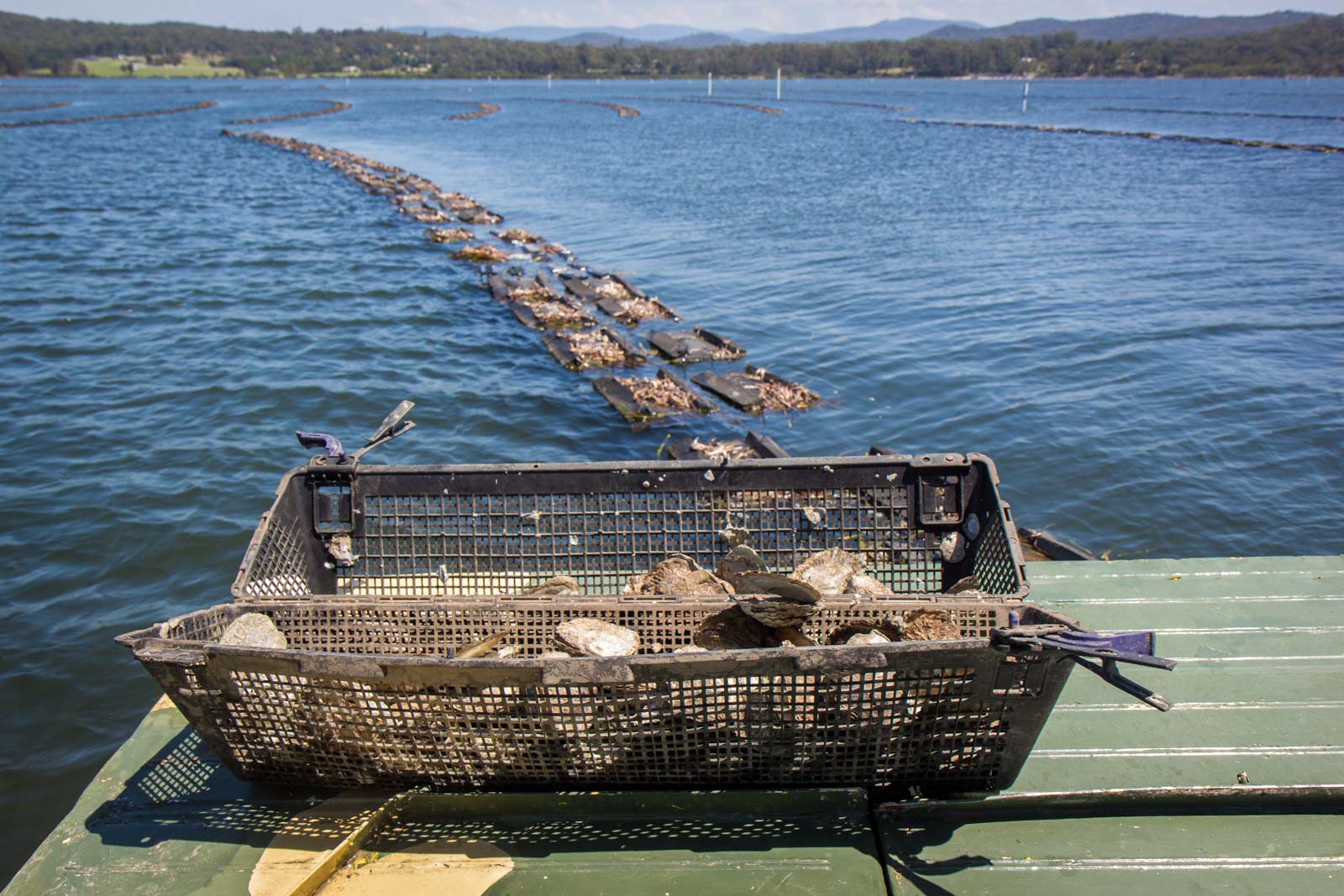 Oyster tour and tasting at Pambula (Merimbula), NSW, Australia