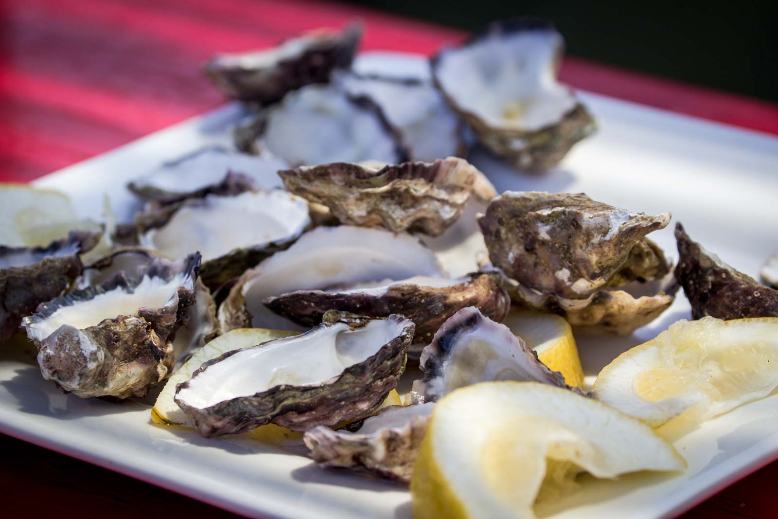Oyster tour and tasting at Pambula (Merimbula), NSW, Australia