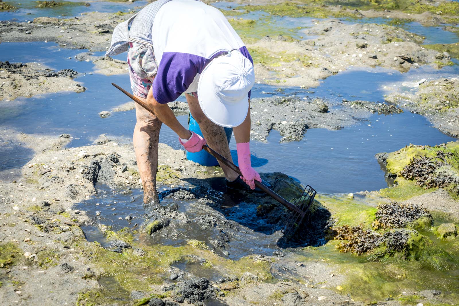 Clam harvesting, Cambados, Spain
