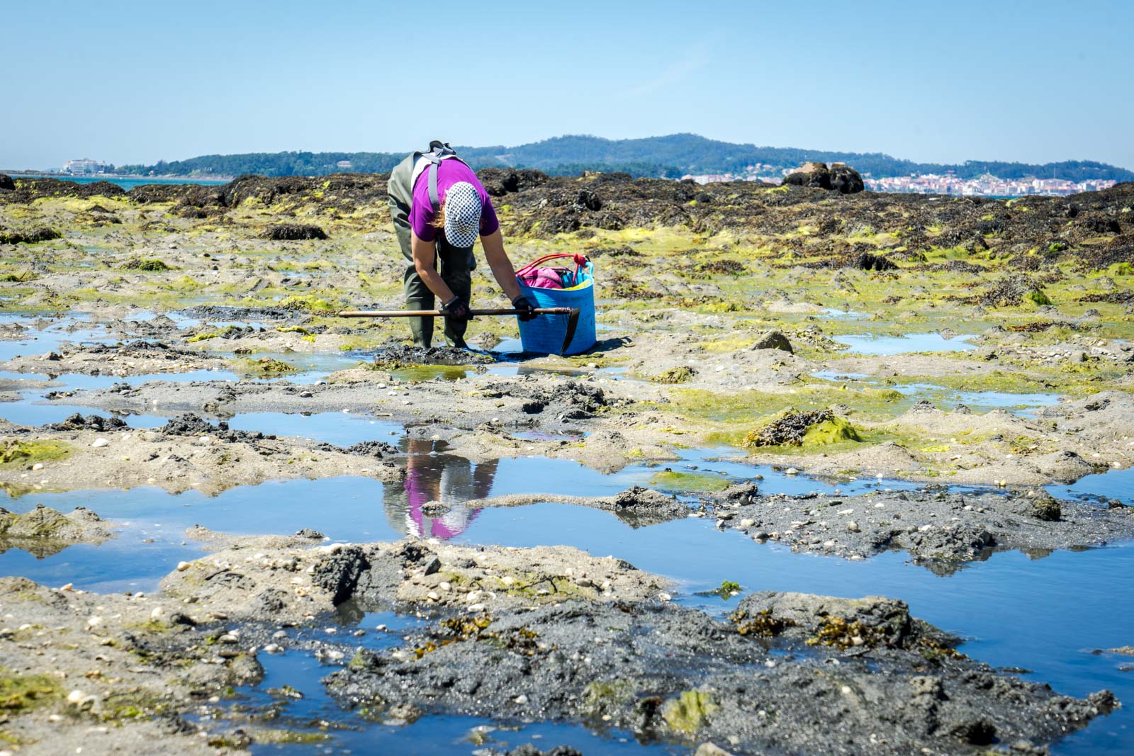 Clam harvesting, Cambados, Spain