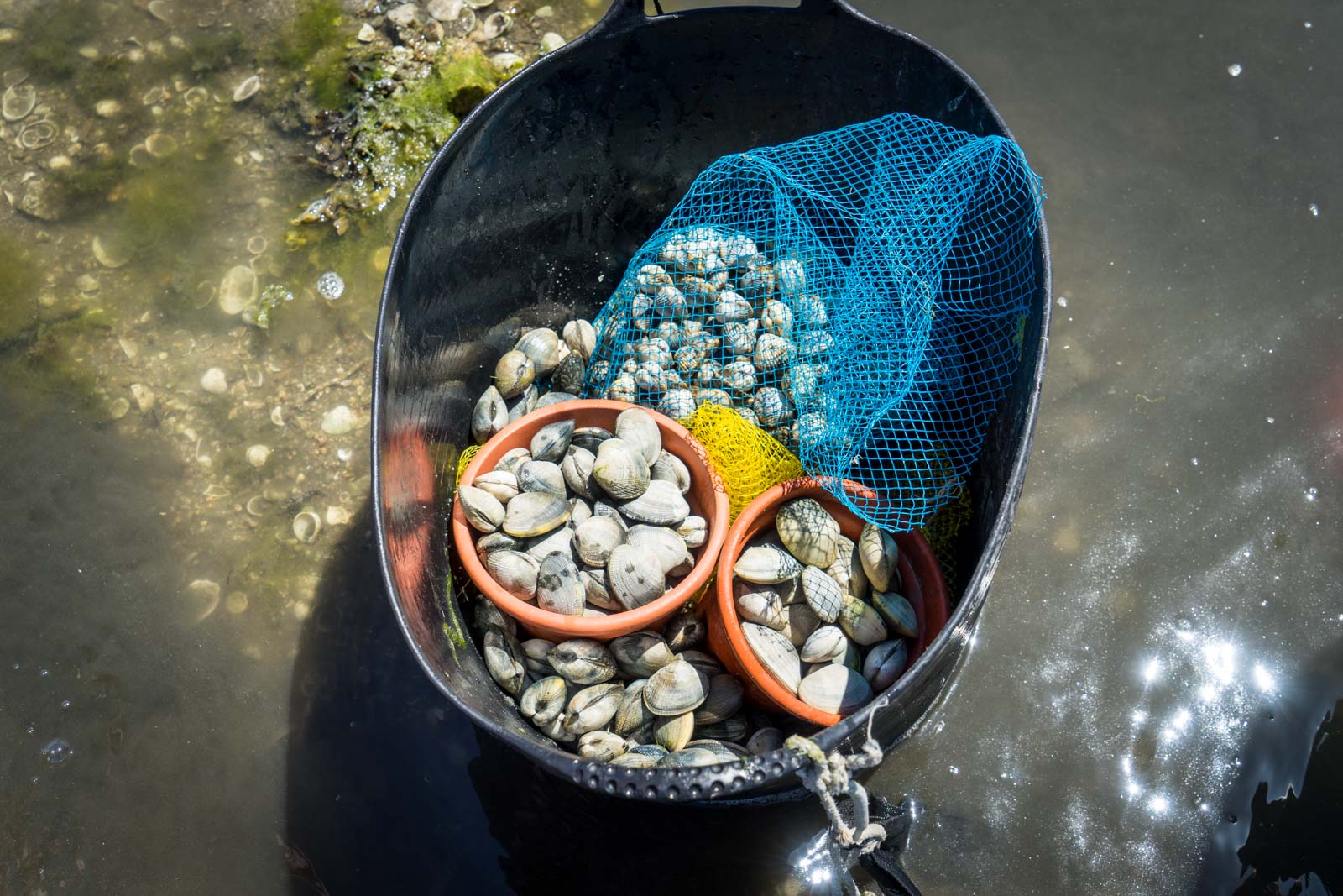 Clam harvesting, Cambados, Spain