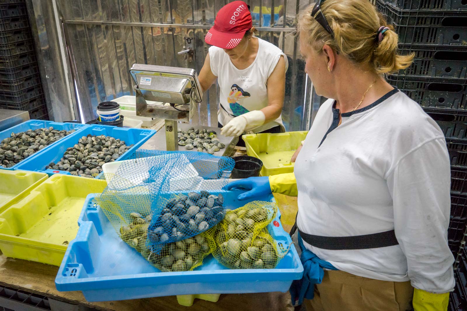Clam harvesting, Cambados, Spain