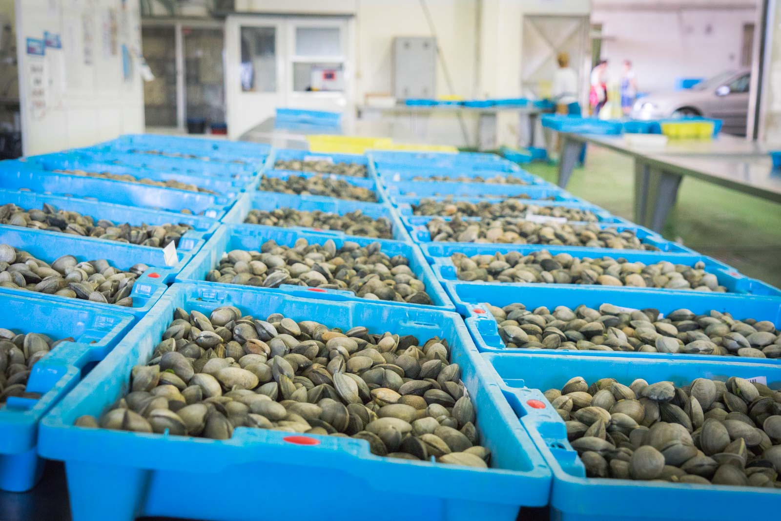 Clam harvesting, Cambados, Spain