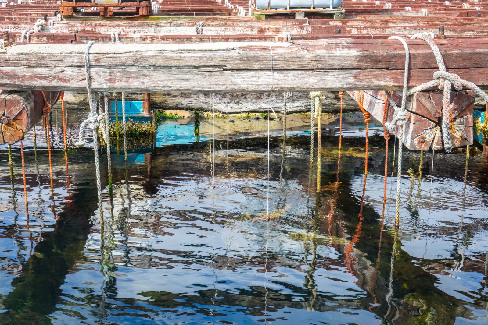 Mussel Farming, Arousa, Spain