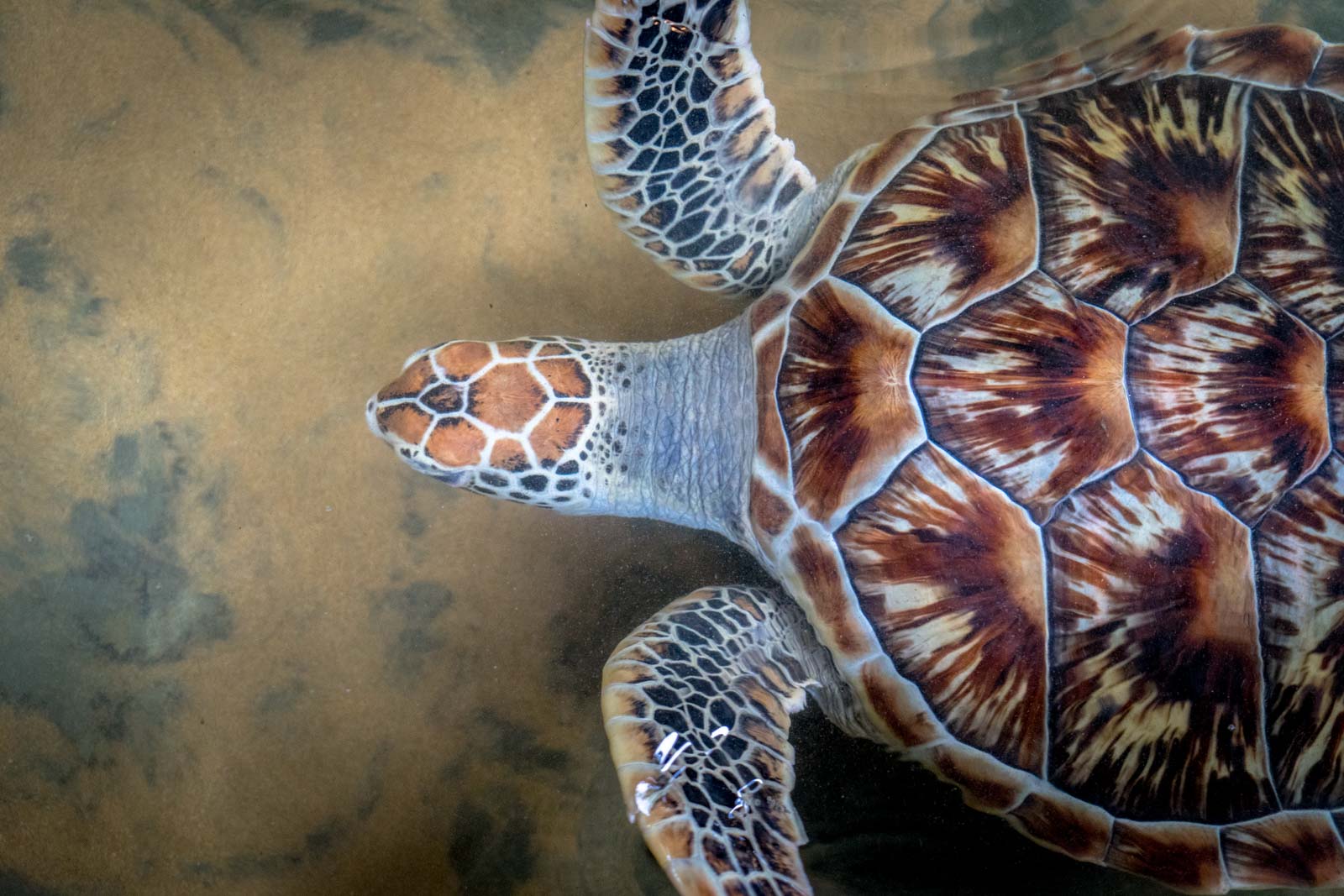 Kosgoda Turtle Hatchery, Galle, Sri Lanka