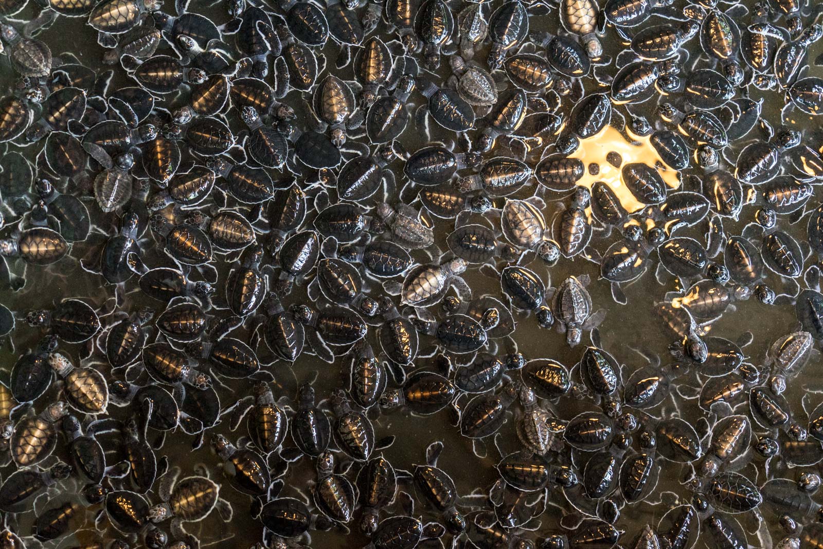 Kosgoda Turtle Hatchery, Galle, Sri Lanka