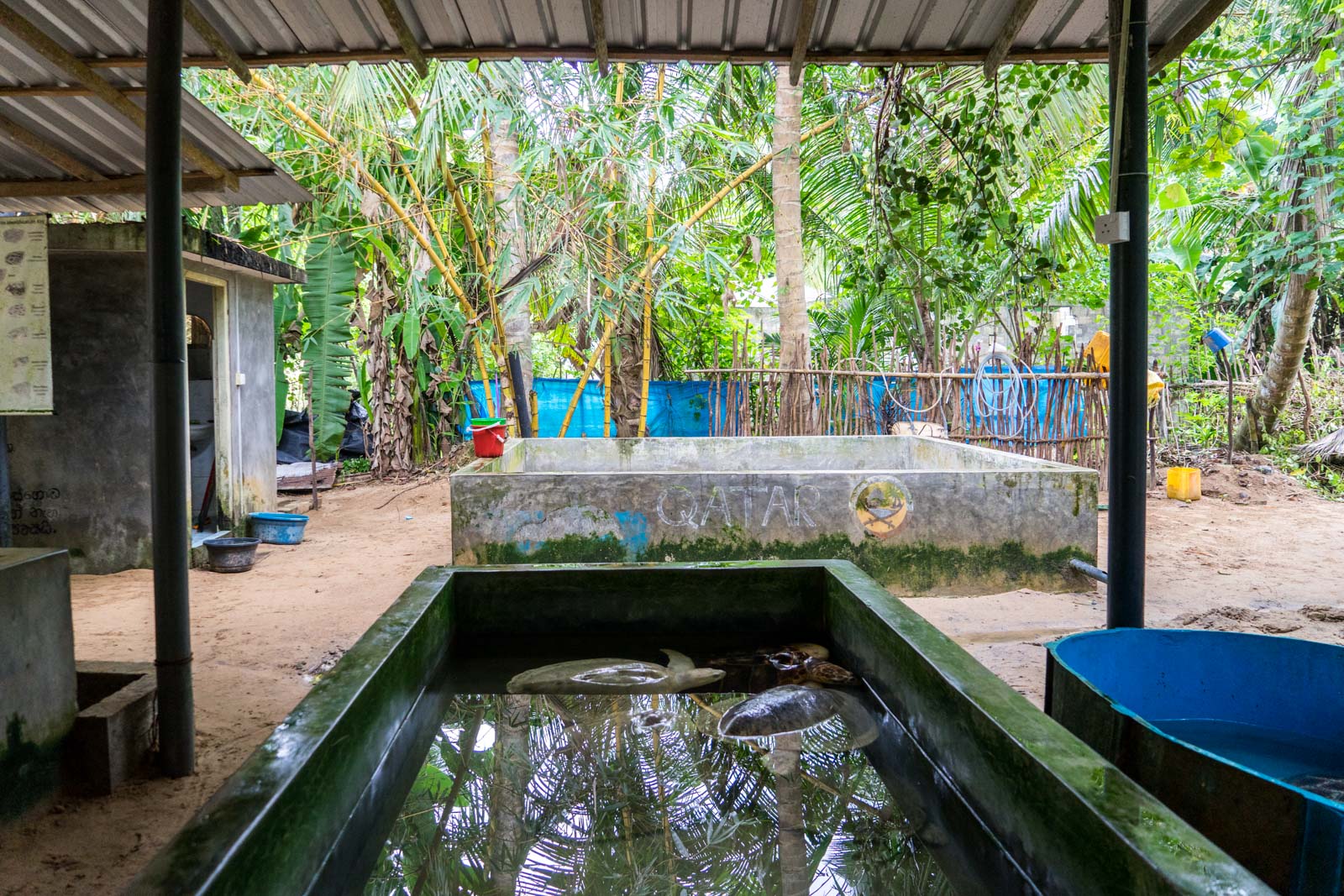 Kosgoda Turtle Hatchery, Galle, Sri Lanka