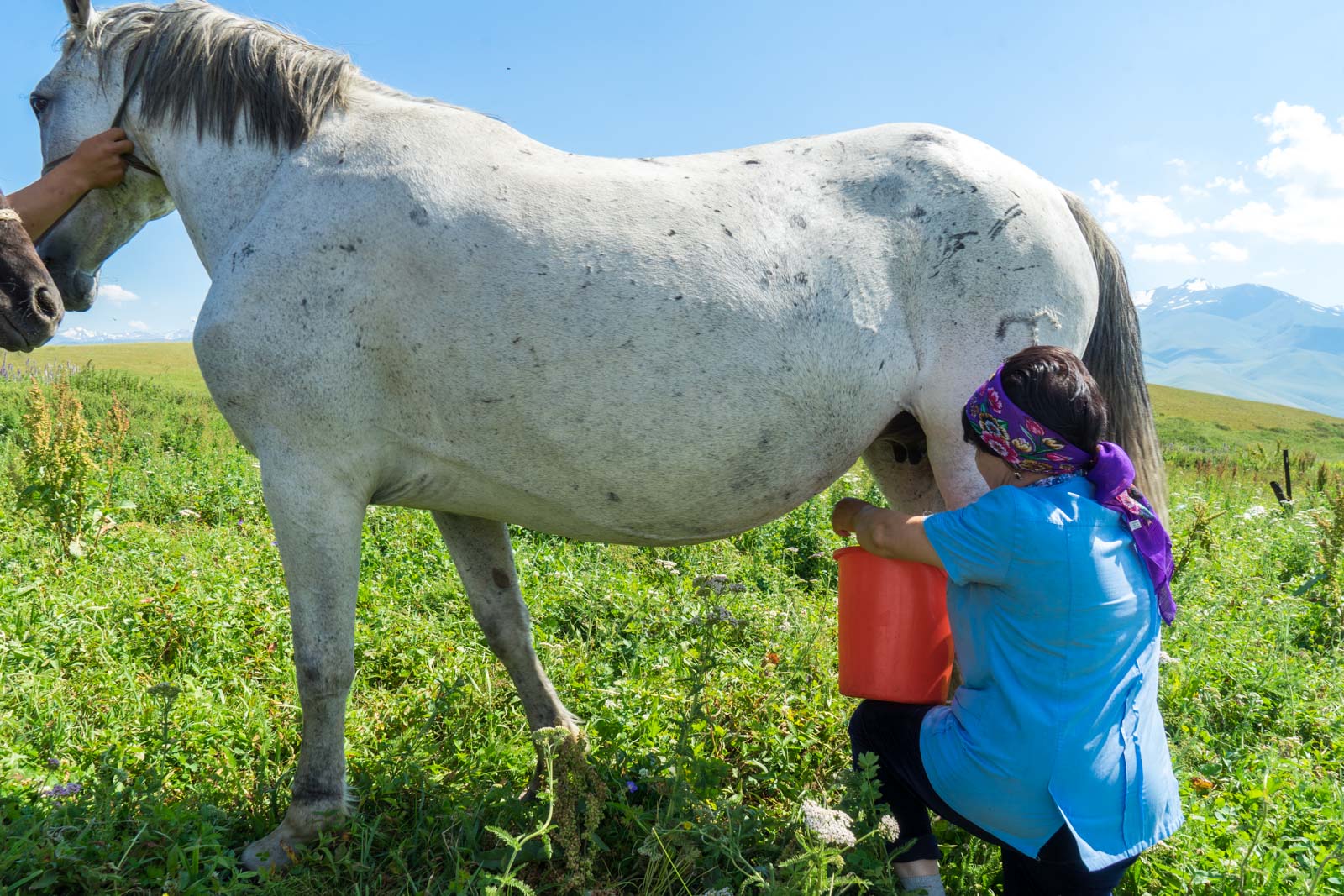 Drinking Horse Milk In Kyrgyzstan