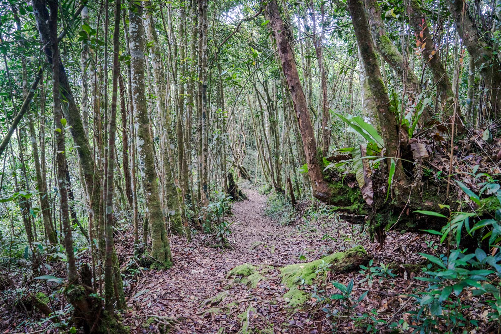 Hiking in the Cameron Highlands, Malaysia