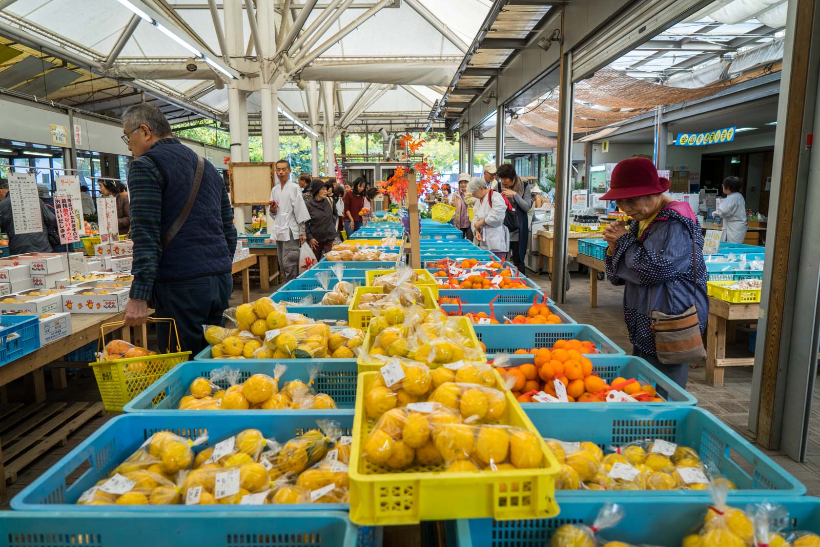Mikans in Ehime, Japan